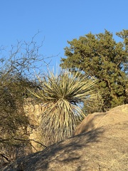 Nolina bigelovii