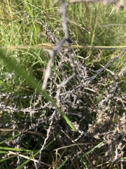 Sclerolaena muricata