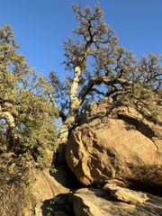 Pachycormus discolor