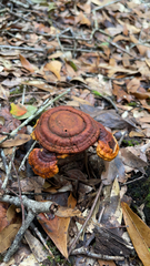 Ganoderma curtisii