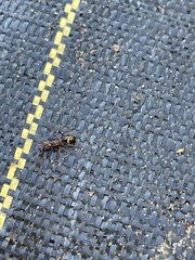 Odontomachus haematodus