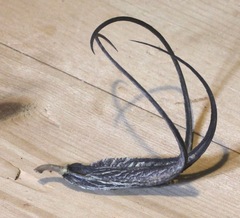 Proboscidea sabulosa