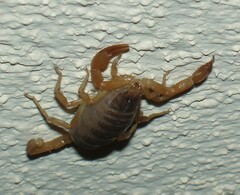 Smeringurus vachoni