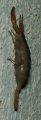 Smeringurus vachoni