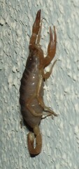 Smeringurus vachoni