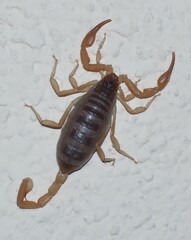 Smeringurus vachoni