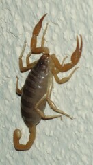 Smeringurus vachoni