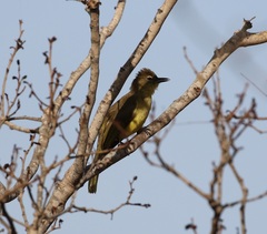 Chlorocichla flaviventris