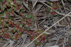 Euphorbia indivisa