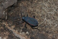 Largus semipunctatus