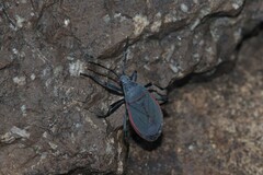 Largus semipunctatus