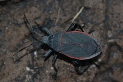 Largus semipunctatus