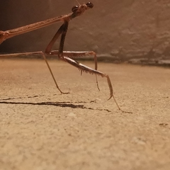 Phasmomantis sumichrasti