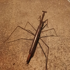 Phasmomantis sumichrasti