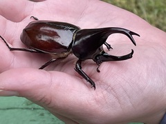 Xylotrupes