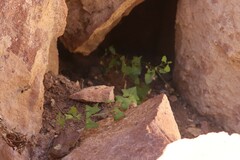 Maurandya antirrhiniflora