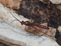 Rubicundiella