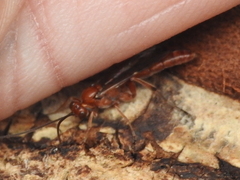 Rubicundiella