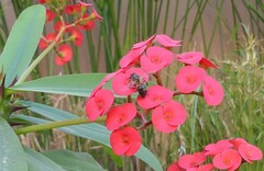 Apis mellifera intermissa