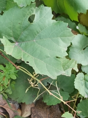 Vitis californica