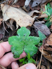 Hydrophyllum canadense