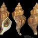 Northern Siphon Whelk - Photo (c) Saryu Mae, some rights reserved (CC BY), uploaded by Saryu Mae