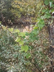 Vitis californica