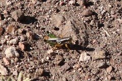 Phaedrotettix palmeri