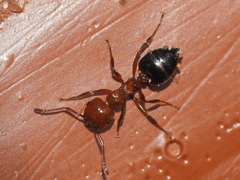 Crematogaster laeviuscula