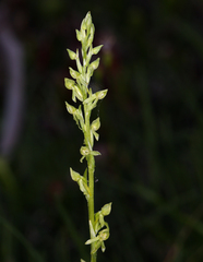 Platanthera sparsiflora