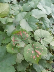 Vitis californica
