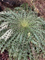 Cirsium horridulum