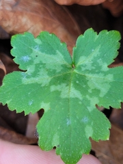 Hydrophyllum canadense