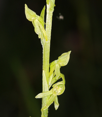 Platanthera sparsiflora