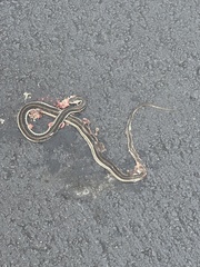 Thamnophis saurita