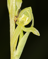 Platanthera sparsiflora