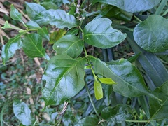 Gynochthodes jasminoides
