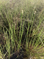Eleocharis acuta