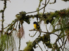 Spinus xanthogastrus