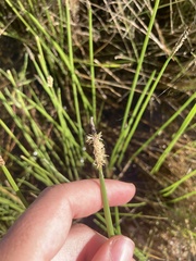 Eleocharis acuta