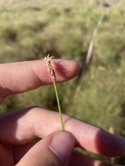Eleocharis pallens