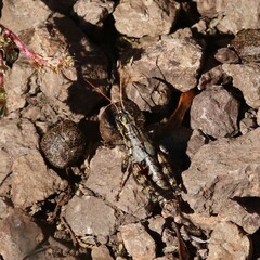 Agroecotettix modestus