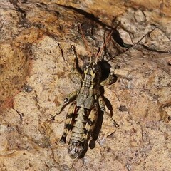 Agroecotettix modestus