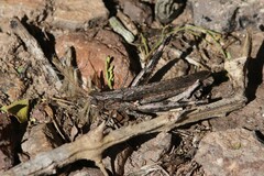 Acantherus piperatus