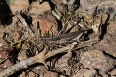 Acantherus piperatus