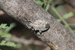 Brochymena