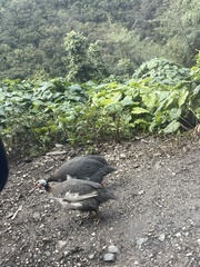 Numida meleagris domesticus