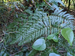 Pteridium esculentum