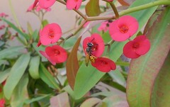 Philanthus triangulum