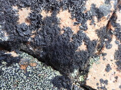 Pseudephebe minuscula